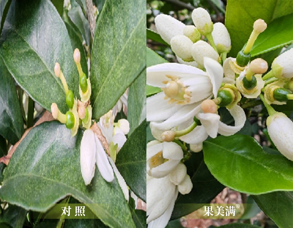 果美满