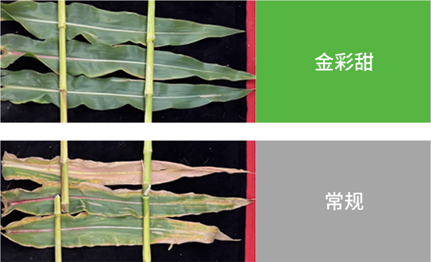 太阳集团城8722(Macau)股份有限公司-Official website