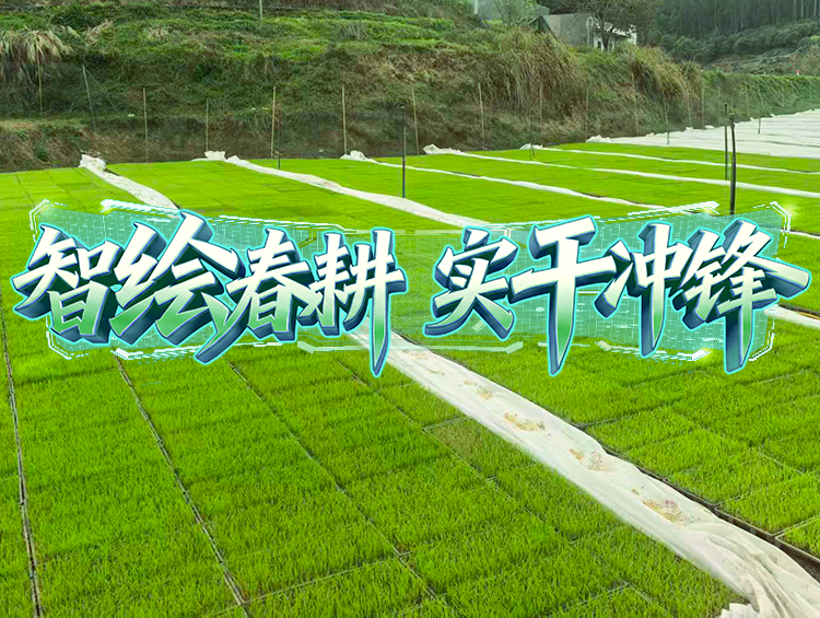 媒体聚焦 | 春耕一线探新景，育秧育种新升级